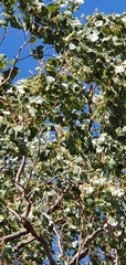 Eucalyptus populnea