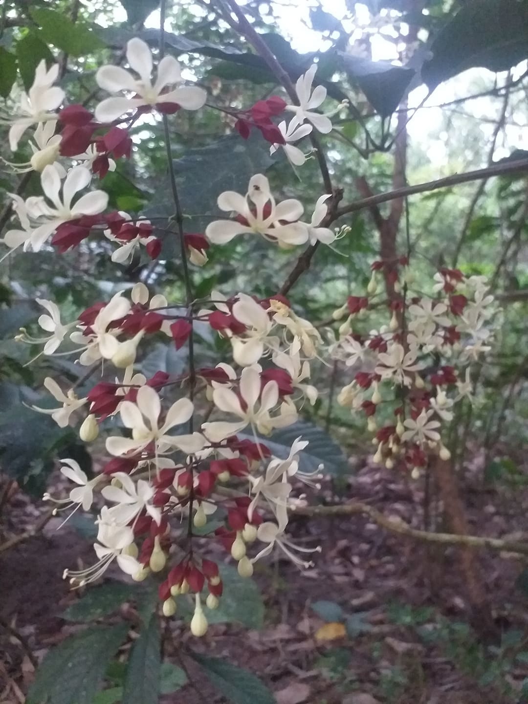 Clerodendrum trichotomum — ảnh 2