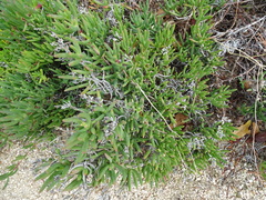 Lampranthus virgatus