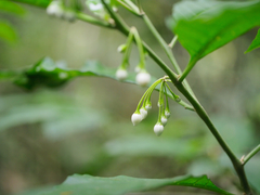 Solanum
