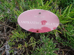 Lampranthus virgatus