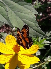 Chlosyne lacinia saundersi