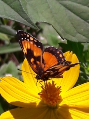Chlosyne lacinia saundersi