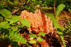 Ramaria rubribrunnescens