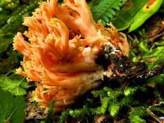 Ramaria rubribrunnescens