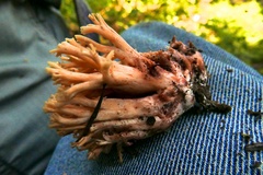 Ramaria rubribrunnescens