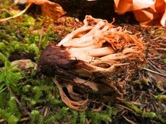 Ramaria rubribrunnescens