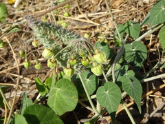 Pergularia tomentosa