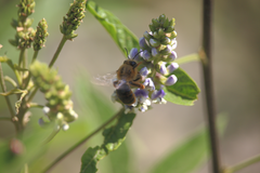 Cadeguala occidentalis