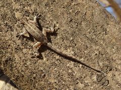 Pristurus
