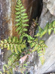 Asplenium billotii