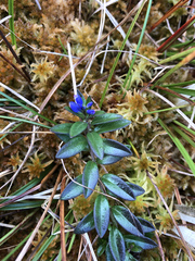 Polygala serpyllifolia