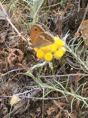 Coenonympha dorus