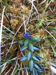 Polygala serpyllifolia