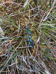 Polygala serpyllifolia