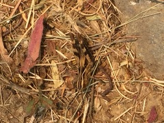 Chorthippus binotatus