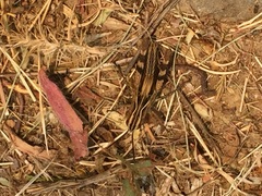 Chorthippus binotatus