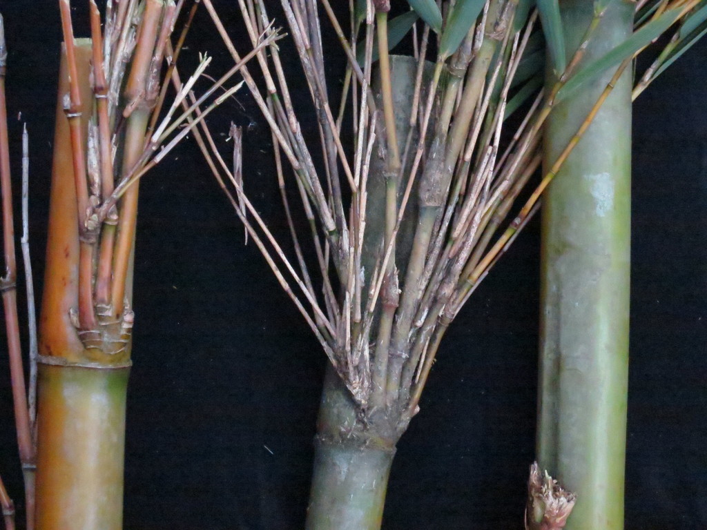 Oldeania humbertii