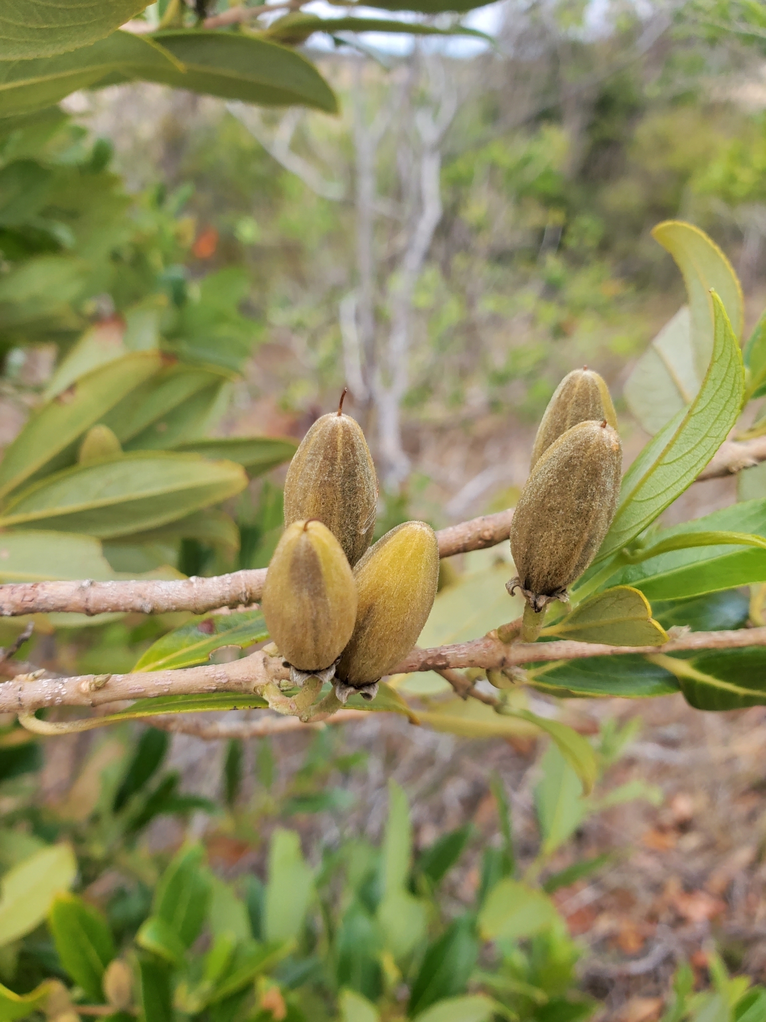 Macarisia ellipticifolia Arènes