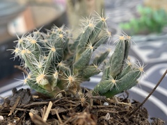 Trichodiadema densum