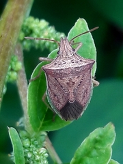 Diceraeus