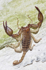 Euscorpius candiota