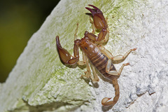 Euscorpius candiota