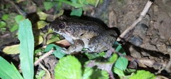 Leptodactylus colombiensis