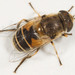Eurasian Drone Fly - Photo (c) Mardon Erbland, some rights reserved (CC BY-NC-SA), uploaded by Mardon Erbland