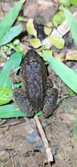 Leptodactylus colombiensis
