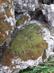 Weissia jamaicensis