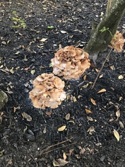 Desarmillaria caespitosa