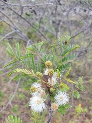 Mimosa lingvatouana