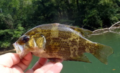 Ambloplites ariommus