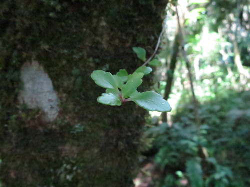 Kalanchoe gracilipes image