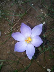Crocus thomasii