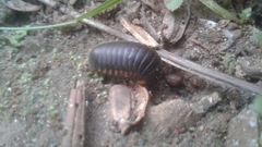 Arthrosphaera