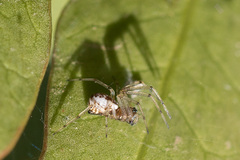 Neriene peltata