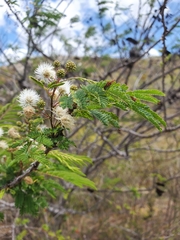 Mimosa lingvatouana