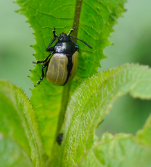 Leptinotarsa cacica