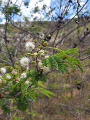 Mimosa lingvatouana