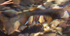 Salvelinus fontinalis fontinalis