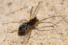 Lepthyphantes