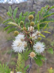 Mimosa lingvatouana