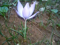 Crocus thomasii