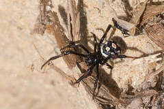Latrodectus tredecimguttatus