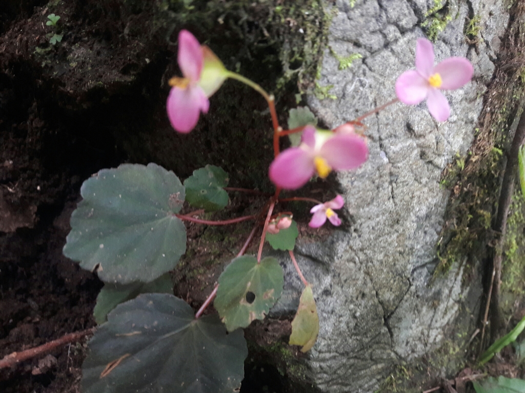 Begonia ovatifolia