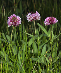 Trifolium beckwithii