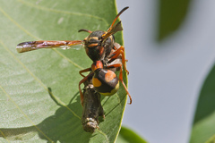 Katamenes dimidiatus