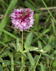 Trifolium beckwithii